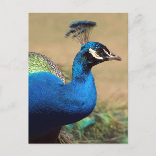 Verbijsterend Indiaas Peacock Briefkaart (Voorkant)