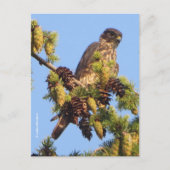 Verbindende valk van Merlin in de Boom van de Pijn Briefkaart (Voorkant)