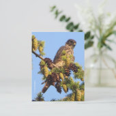 Verbindende valk van Merlin in de Boom van de Pijn Briefkaart (Staand voorkant)