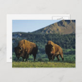 Verbindingsstieren in het Nationaal Park Waterton  Briefkaart (Voorkant / Achterkant)