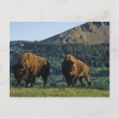 Verbindingsstieren in het Nationaal Park Waterton  Briefkaart (Voorkant)