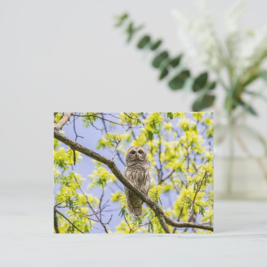 Verblote Uil Springtime Briefkaart (Staand voorkant)