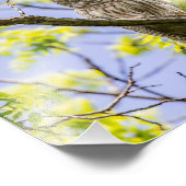 Verblote Uil Springtime Foto Afdruk (Hoek)