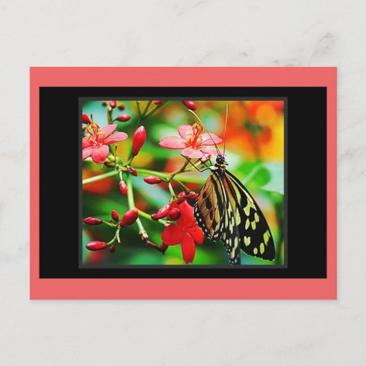 Verbluffend Butterfly Postcrossing Briefkaart (Voorkant)