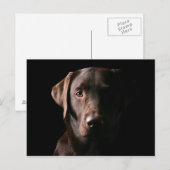 Verbluffend chocolaatlabrador briefkaart (Voorkant / Achterkant)