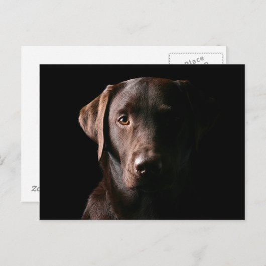 Verbluffend chocolaatlabrador briefkaart (Voorkant / Achterkant)
