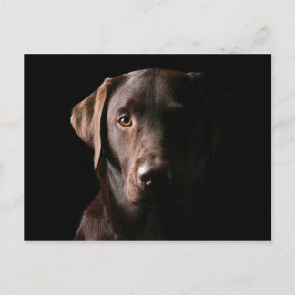 Verbluffend chocolaatlabrador briefkaart