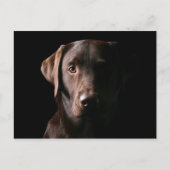 Verbluffend chocolaatlabrador briefkaart (Voorkant)