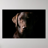 Verbluffend chocolaatlabrador poster (Voorkant)