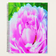 Verbluffend detail van dubbele roze pioen bloem