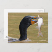 Verbluffend dubbelCrested Cormorant Bird met Fish Briefkaart (Voorkant / Achterkant)