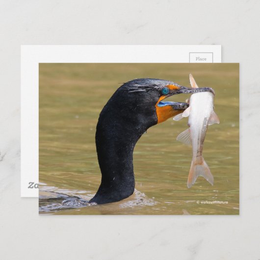 Verbluffend dubbelCrested Cormorant Bird met Fish Briefkaart (Voorkant / Achterkant)