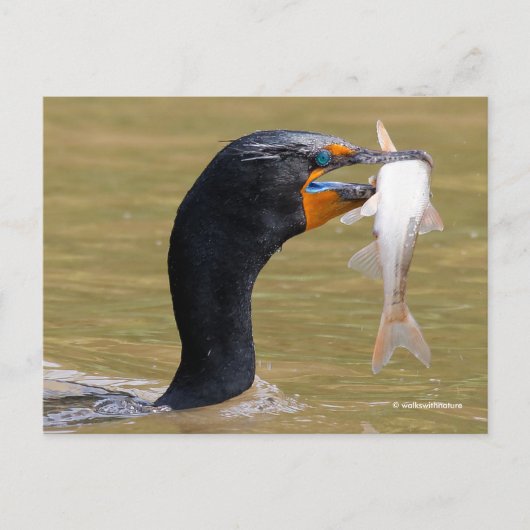 Verbluffend dubbelCrested Cormorant Bird met Fish Briefkaart (Voorkant)