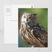 Verbluffend Eagle Owl met Oranje ogen Briefkaart (Voorkant / Achterkant)