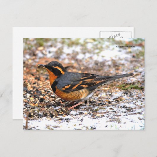 Verbluffend geperste snuffel op Snowy Ground Briefkaart (Voorkant / Achterkant)