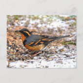 Verbluffend geperste snuffel op Snowy Ground Briefkaart (Voorkant)