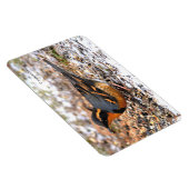 Verbluffend geperste snuffel op Snowy Ground Magneet (Rechterzijde)