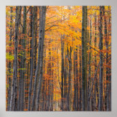 Verbluffend goudherfstbos poster (Voorkant)