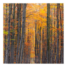 Verbluffend goudherfstbos