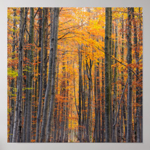 Verbluffend goudherfstbos poster