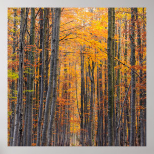 Verbluffend goudherfstbos poster