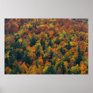 Verbluffend herfstbos poster