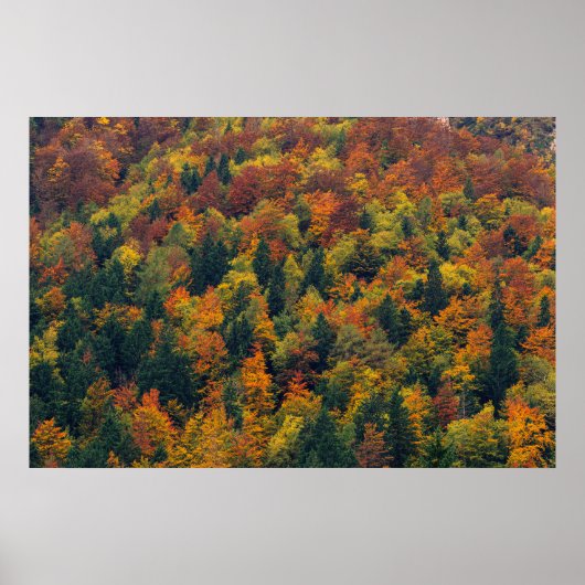 Verbluffend herfstbos poster (Voorkant)