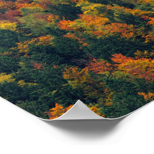 Verbluffend herfstbos poster (Hoek)