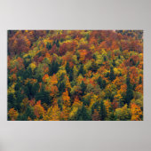 Verbluffend herfstbos poster (Voorkant)