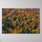 Verbluffend herfstbos poster (Voorkant)