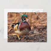 Verbluffend hout in de Bossen Briefkaart (Voorkant / Achterkant)