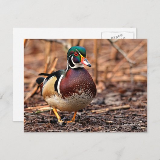 Verbluffend hout in de Bossen Briefkaart (Voorkant / Achterkant)