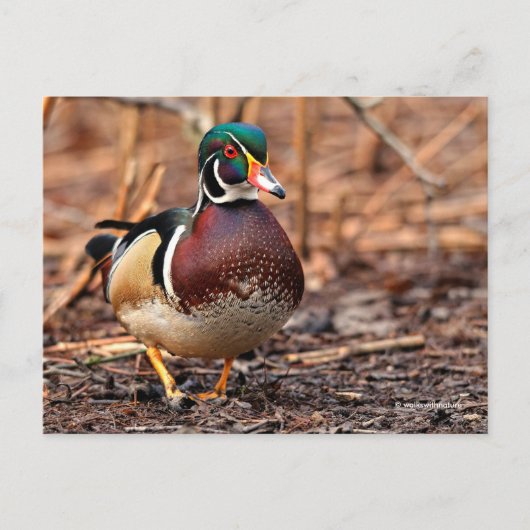 Verbluffend hout in de Bossen Briefkaart (Voorkant)