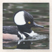 Verbluffend Merganser Duck in Pond Glazen Onderzetter (Voorkant)