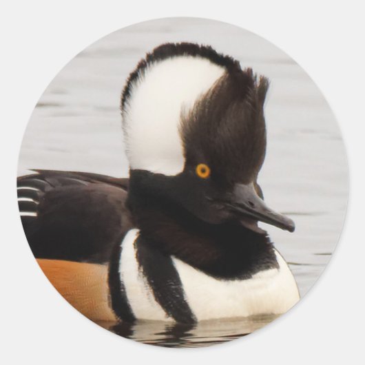 Verbluffend Merganser Duck op de Pond Ronde Sticker (Voorkant)