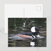 Verbluffend Merganser Duck zwemt door Briefkaart (Voorkant / Achterkant)