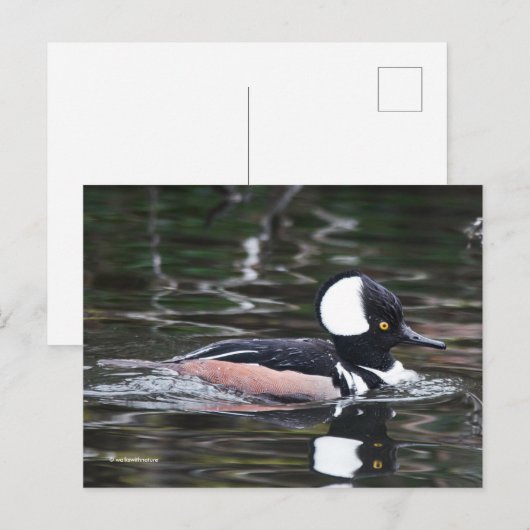 Verbluffend Merganser Duck zwemt door Briefkaart (Voorkant / Achterkant)