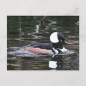 Verbluffend Merganser Duck zwemt door Briefkaart (Voorkant)