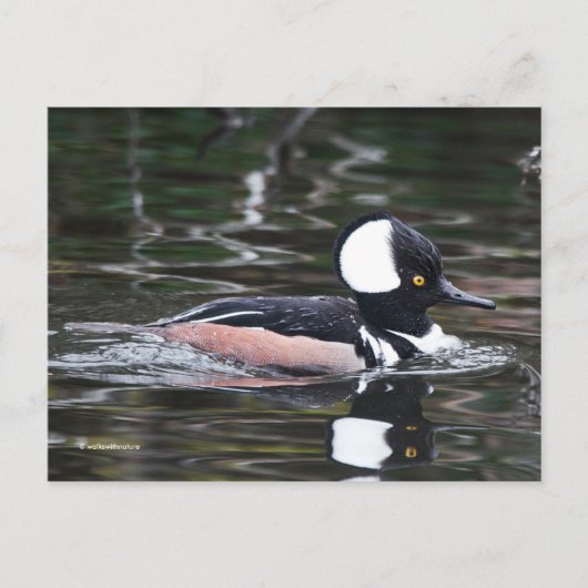 Verbluffend Merganser Duck zwemt door Briefkaart (Voorkant)