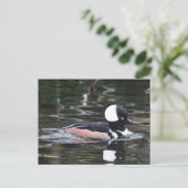Verbluffend Merganser Duck zwemt door Briefkaart (Staand voorkant)
