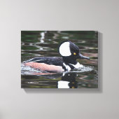 Verbluffend Merganser Duck zwemt door Canvas Afdruk (Voorkant)