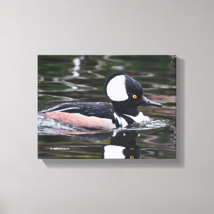 Verbluffend Merganser Duck zwemt door Canvas Afdruk