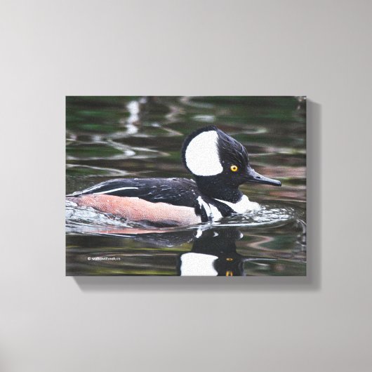 Verbluffend Merganser Duck zwemt door Canvas Afdruk (Voorkant)