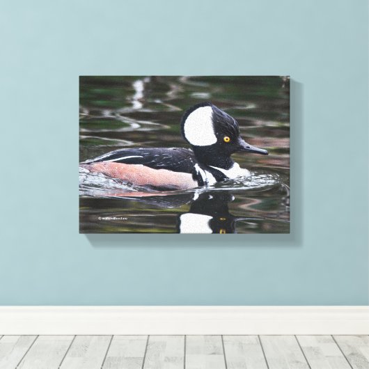 Verbluffend Merganser Duck zwemt door Canvas Afdruk (Insitu (Houten vloer))