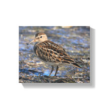 Verbluffend pectoraal Sandpiper Shorebird op stran