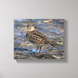Verbluffend pectoraal Sandpiper Shorebird op stran Canvas Afdruk