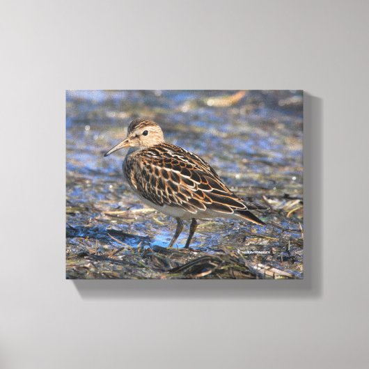 Verbluffend pectoraal Sandpiper Shorebird op stran Canvas Afdruk (Voorkant)