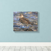 Verbluffend pectoraal Sandpiper Shorebird op stran Canvas Afdruk (Insitu (Houten vloer))
