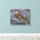 Verbluffend pectoraal Sandpiper Shorebird op stran Canvas Afdruk (Insitu (Houten vloer))