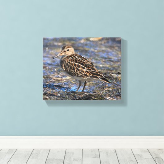 Verbluffend pectoraal Sandpiper Shorebird op stran Canvas Afdruk (Insitu (Houten vloer))
